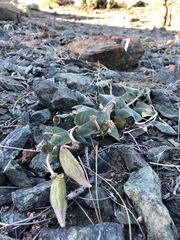 Asclepias solanoana