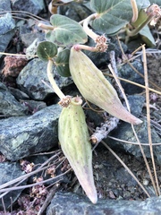 Asclepias solanoana