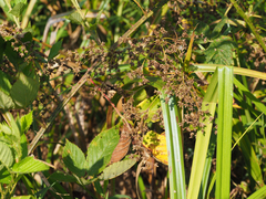 Scirpus expansus