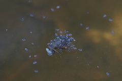 Gerromorpha