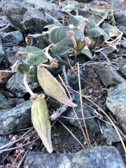 Asclepias solanoana