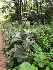 Arctium tomentosum