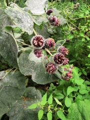 Arctium tomentosum