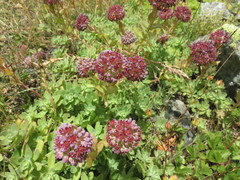 Hylotelephium anacampseros