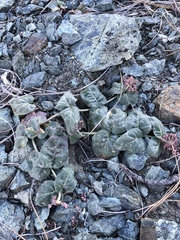 Asclepias solanoana