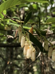 Lyonia ovalifolia