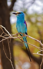 Coracias abyssinicus