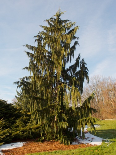 Callitropsis