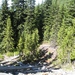 Nootka Cypress - Photo (c) brewbooks, some rights reserved (CC BY-SA)