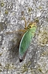 Cicadella