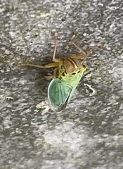 Cicadella