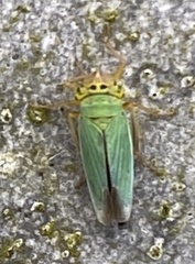 Cicadella
