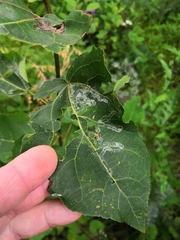 Phyllocnistis labyrinthella