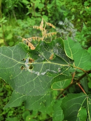 Phyllocnistis labyrinthella