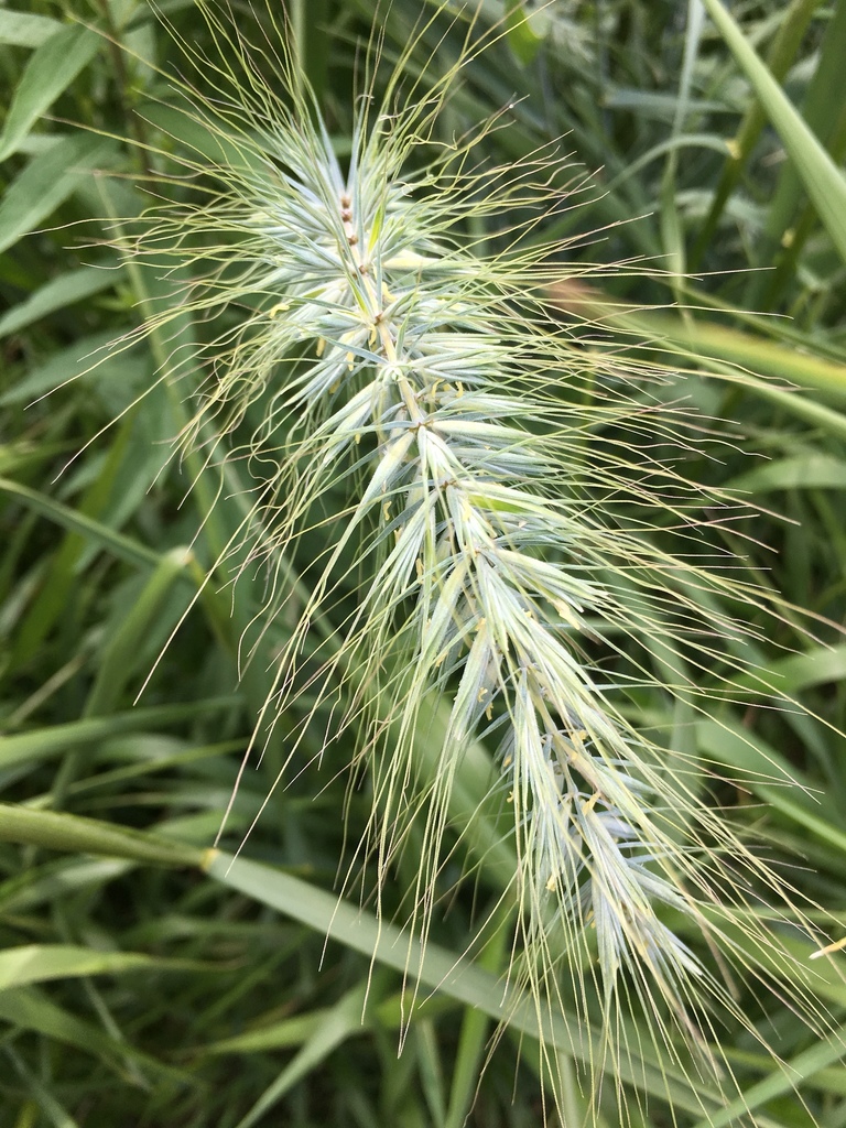 Canada wild rye (SHR Grasses) · iNaturalist