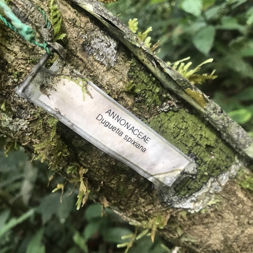 Duguetia spixiana, 2017-06-24
