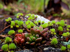Sinocrassula indica