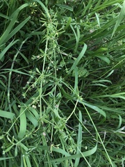 Galium asperifolium
