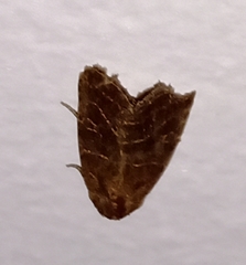 Perigea lineata