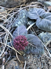 Asclepias solanoana