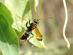 Parabatozonus lacerticida