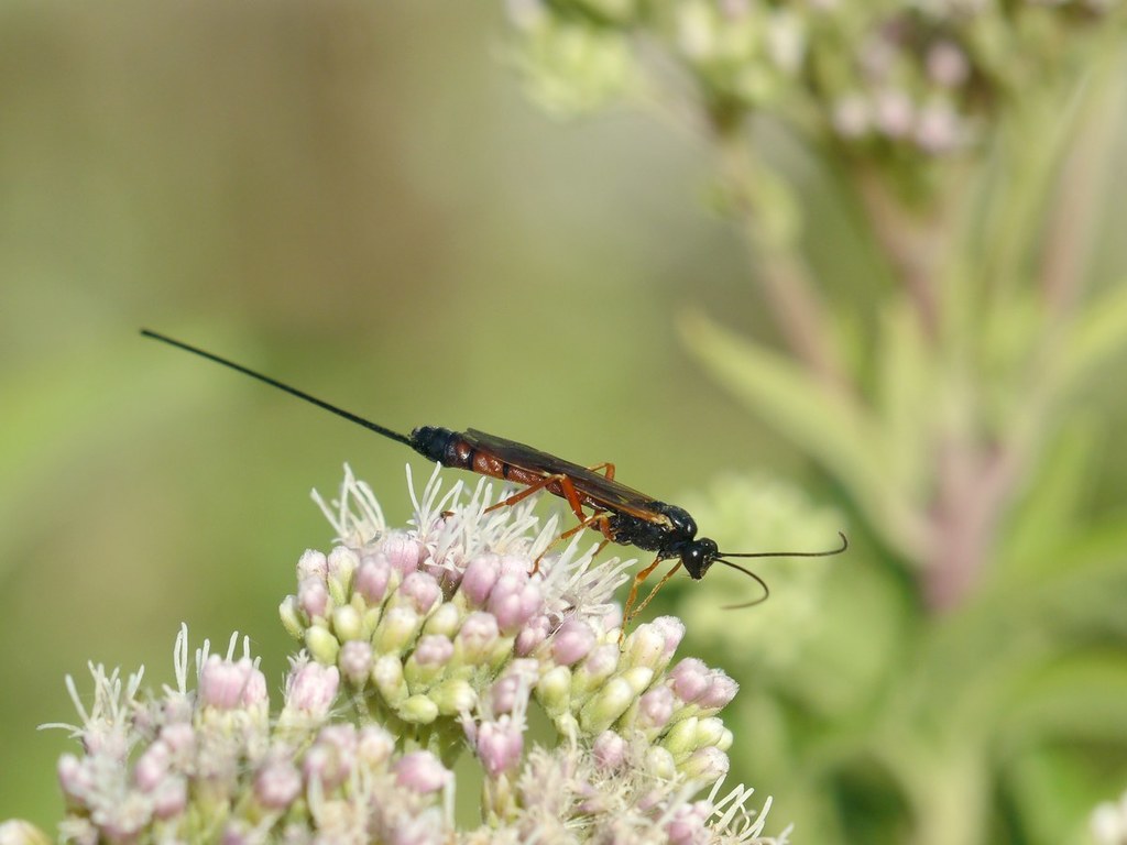 Exeristes arundinis
