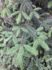 Abies religiosa