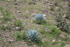 Agave guadalajarana