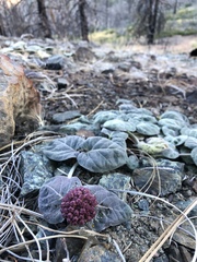 Asclepias solanoana