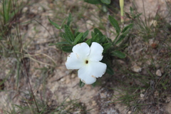 Mandevilla lanuginosa