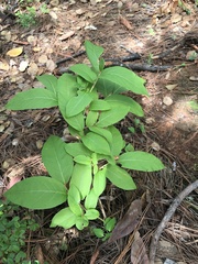 Viburnum cylindricum