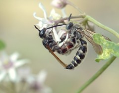 Colpa quinquecincta