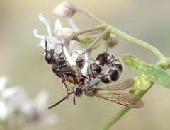 Colpa quinquecincta