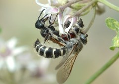 Colpa quinquecincta