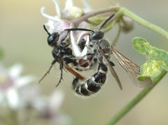 Colpa quinquecincta
