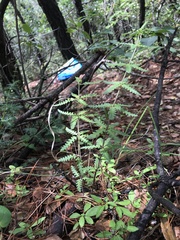 Pedicularis comptoniaefolia