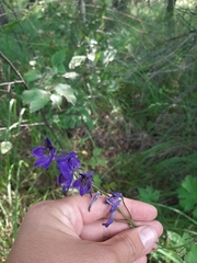 Delphinium crassifolium