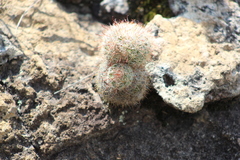 Mammillaria jaliscana jaliscana