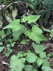 Fagopyrum gracilipes