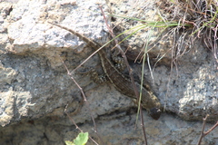 Sceloporus albiventris