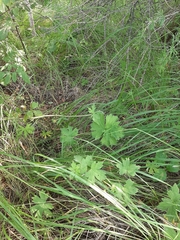 Delphinium crassifolium
