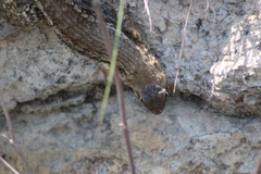 Sceloporus albiventris