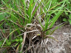 Carex conoidea