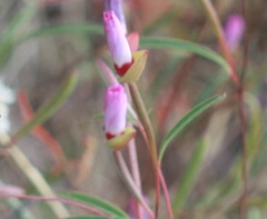 Clarkia franciscana