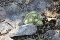 Mammillaria jaliscana jaliscana