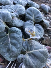 Asclepias solanoana