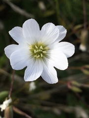 Cerastium glabratum