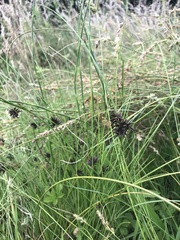 Cyperus pilosus