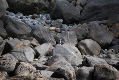 Eudyptes pachyrhynchus