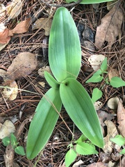 Satyrium nepalense ciliatum